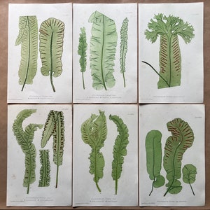 Könnte beinhalten: Sechs botanische Illustrationen verschiedener Farnarten, jede mit wissenschaftlichem Namen und Beschreibung. Die Illustrationen sind in Grün- und Brauntönen gehalten und zeigen detailreiche Darstellungen der Farnwedel und Stängel.