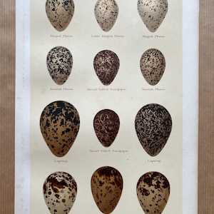 Antique Colour Print of Birds Eggs, 1896