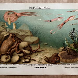 Litografía original en color de Cephalopoda de The Gallery of Nature, 1944