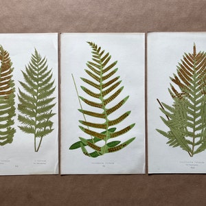 Könnte beinhalten: Drei botanische Illustrationen von Farnen mit braunen Sporen aus der Zeit. Die Illustrationen sind auf weißem Papier gedruckt und haben einen hellbraunen Hintergrund.