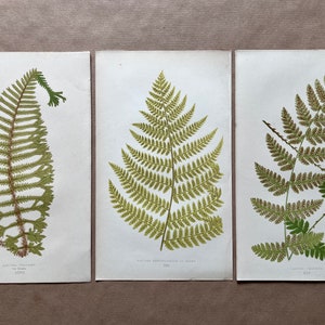 Könnte beinhalten: Drei botanische Vintage-Drucke von Farnen, jeder mit einer anderen Art. Die Drucke sind auf weißem Papier mit einem hellbraunen Hintergrund. Die Farne sind in Grüntönen und Braun dargestellt.