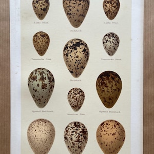 May include: Vintage print of various bird eggs, including Little Stint, Redshank, and Bartram's Sandpiper. The eggs are illustrated in shades of brown, tan, and white, with speckled patterns. The print is labeled "Plate 44."