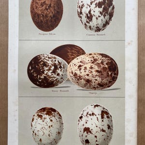 May include: A vintage illustration of six bird eggs, each with a different pattern and color. The eggs are labeled with the names of the birds: Peregrine Falcon, Common Buzzard, Honey Buzzard, Osprey, Black Kite, and Kite. The illustration is from a book titled "Eggs & Nests of British Birds".