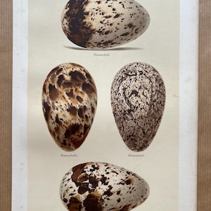 Antique Colour Print of Birds Eggs, 1896