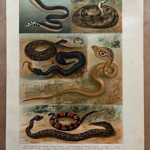 Encyclopedia of Venomous Snakes 毒蛇全集