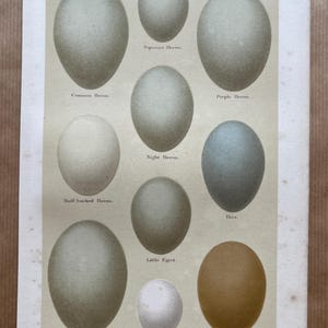 May include: A vintage educational chart featuring illustrations of different bird eggs. The chart includes the names of the birds, such as Common Heron, Night Heron, and Little Egret. The eggs are depicted in various shades of blue, green, brown, and white.
