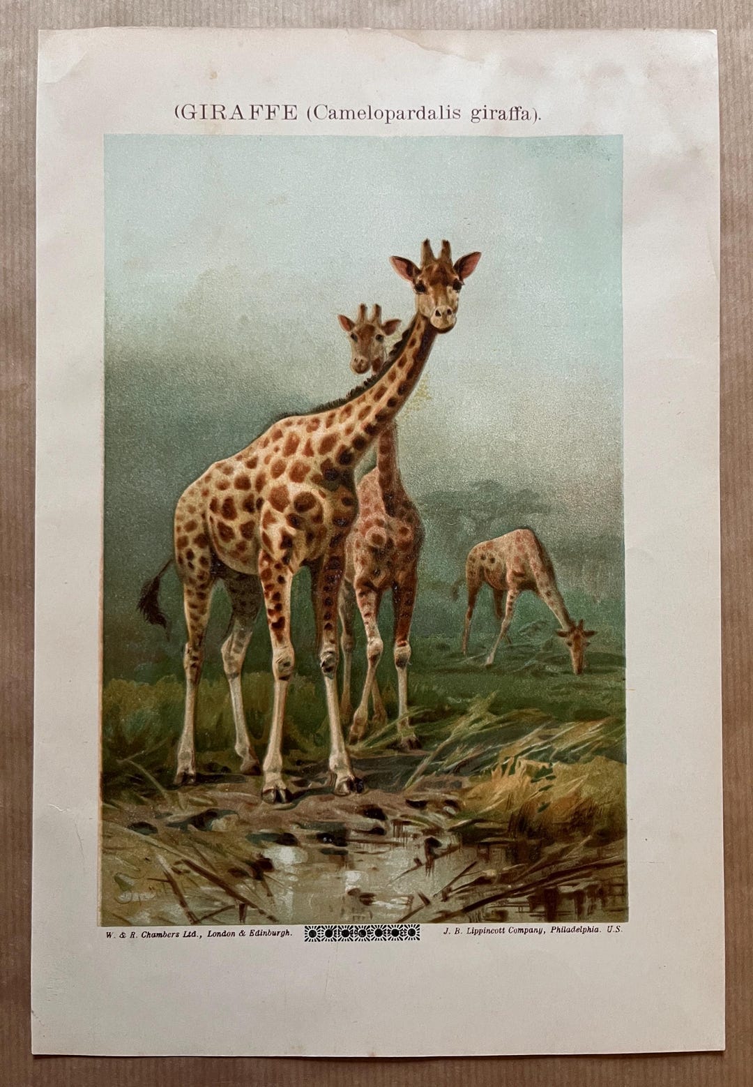 Original Colour Lithograph Print of Giraffes From the Gallery of Nature ...