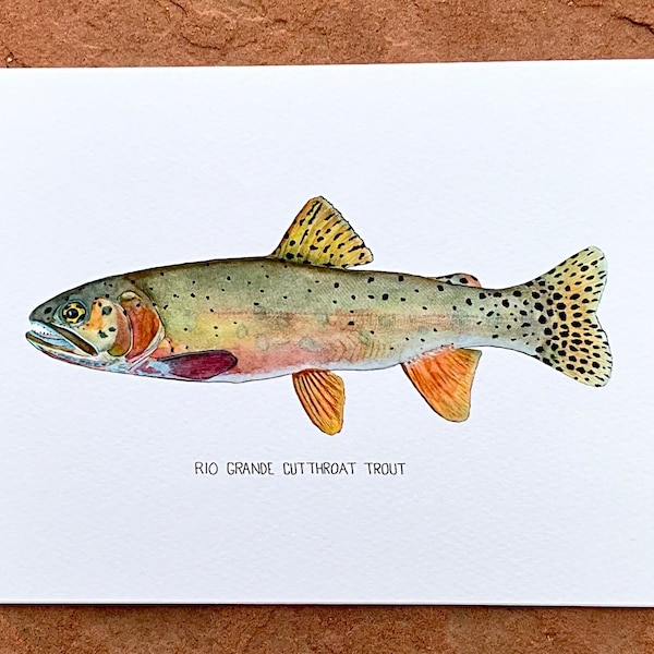 Rio Grande Cutthroat Trout, Watercolor Print