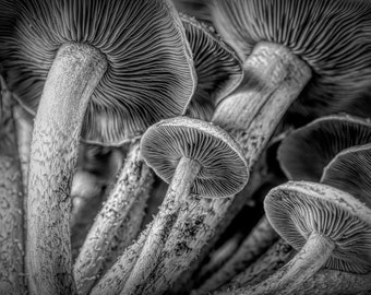 Mushrooms -A fine art photograph-macro-black and white photograph-mushrooms-wall print-wall art-macro-fungi-wall print