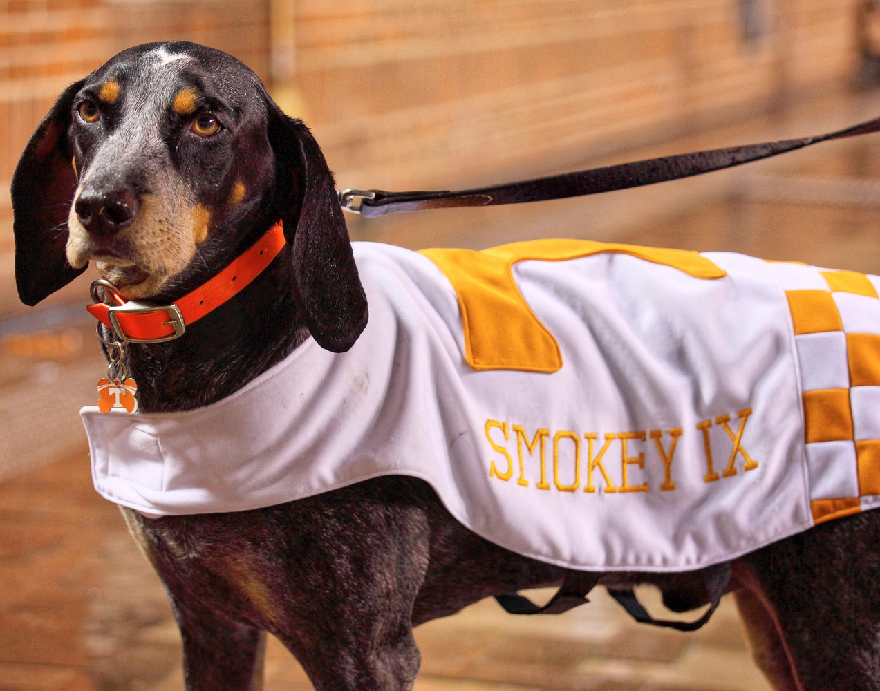 Tennessee Volunteers NCAA Busy Block Dog Sweater