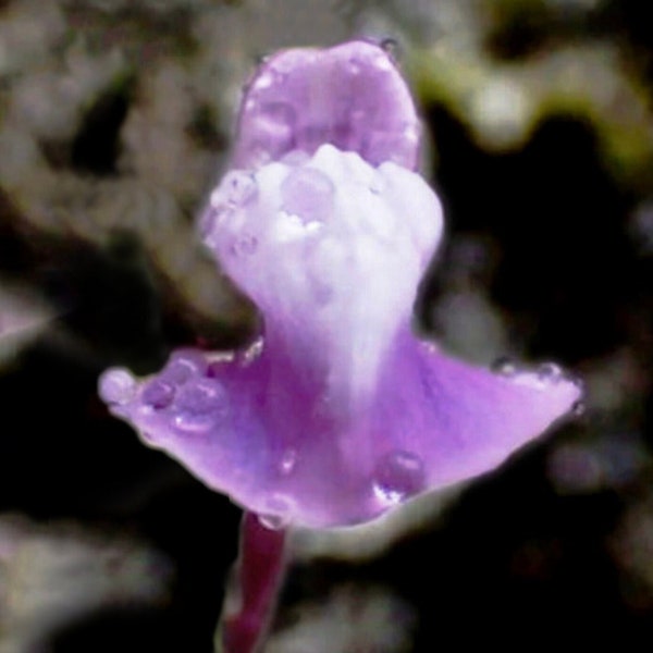 Utricularia Smithiana Rare Bladderwort