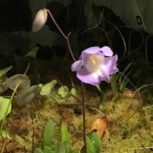 Hybrid Utricularia Humboldtii x Alpina Carnivorous Orchid