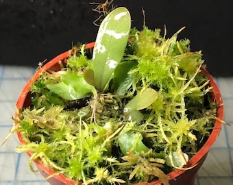 Utricularia Hybrid U. Calycifida x Longifolia