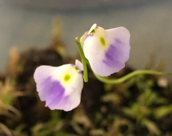 Utricularia Livida “Michoacán”