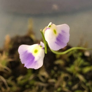 Utricularia Livida Michoacán image 1