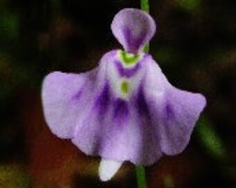 Utricularia Microcalyx Fancy Ghost