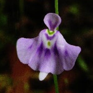 Utricularia Microcalyx Fancy Ghost image 1