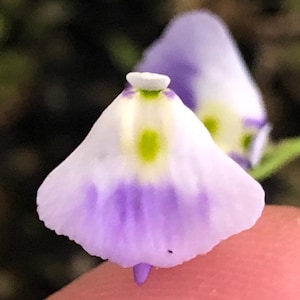 Utricularia Livida “Michoacán”