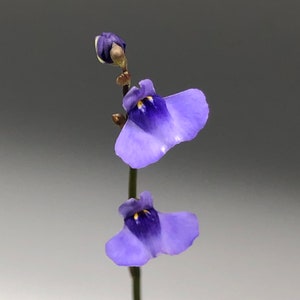 Utricularia Biloba