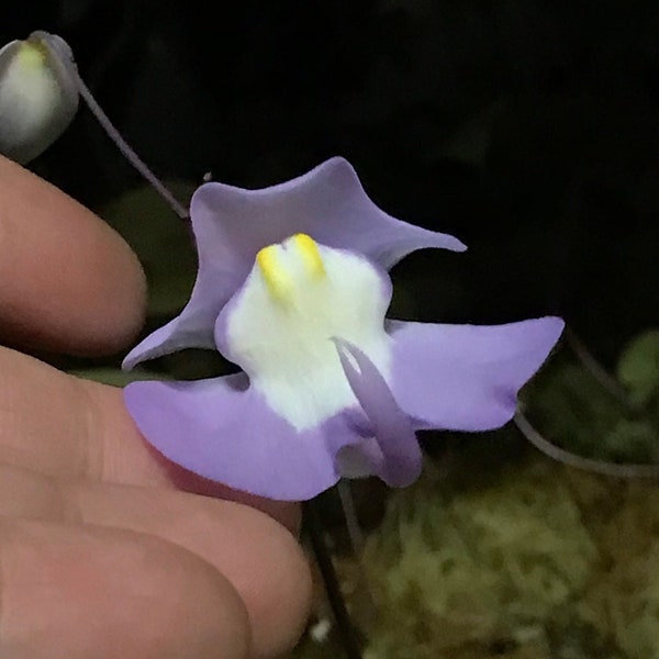 Hybrid Utricularia Humboldtii x Alpina Carnivorous Orchid