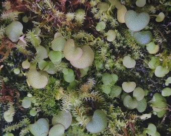 Carnivorous Sweethearts Utricularia Nephrophylla Pale Lavender Flower