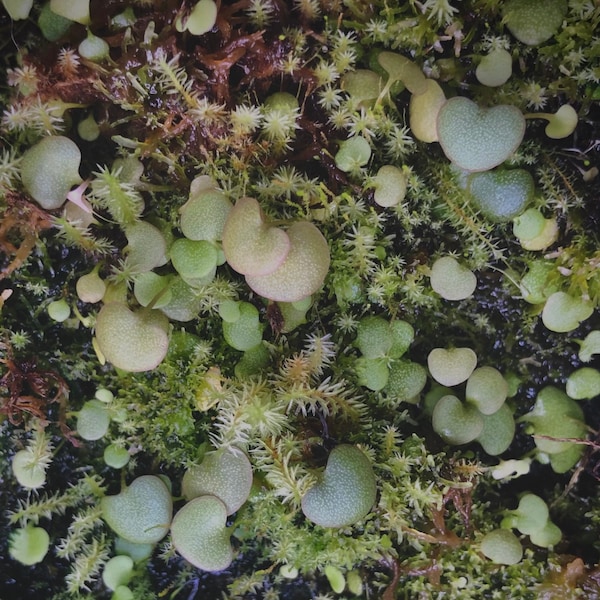 Carnivorous Sweethearts Utricularia Nephrophylla Pale Lavender Flower