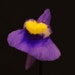 see more listings in the Utricularia section