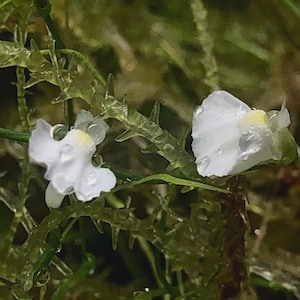 Utricularia Rostrata &quot;Chapada Diamantina, Brazil&quot;