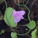 see more listings in the Utricularia section