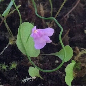 Utricularia Tridentata Hybrid 2&quot; Pot