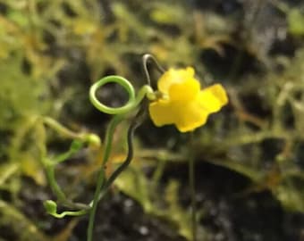 Super Easy-Care Utricularia Subulata Carnivorous Lawn in a 2” pot