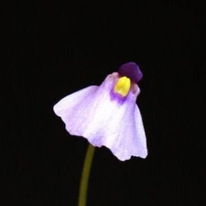 Pink Fairy Aprons Utricularia Dichotoma Potted