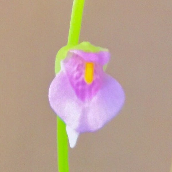 LAST SUPER DEAL! Utricularia Calycifida "Asenath Waite" & Friends