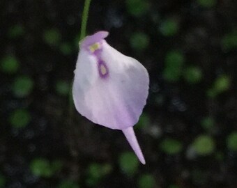 Spooky Ghost Utricularia Pubescens 8O Face Flower