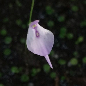 Spooky Ghost Utricularia Pubescens 8O Face Flower image 1