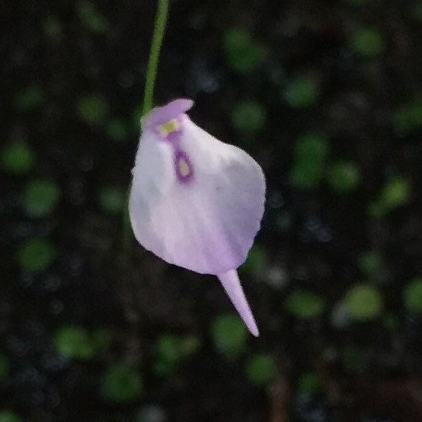 Spooky Ghost Utricularia Pubescens 8O Face Flower