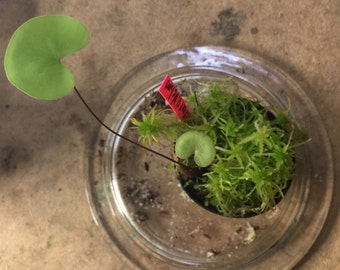 Hybrid Utricularia Nelumbifolia x Reniformis