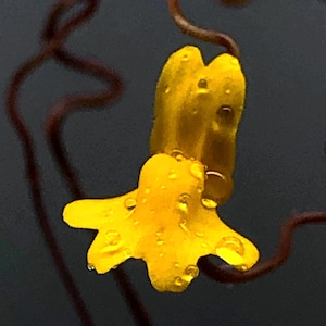 Utricularia Chrysantha Carnivorous Lawn