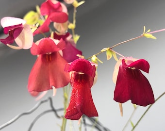 Utricularia Campbelliana x Asplundii Hybrid