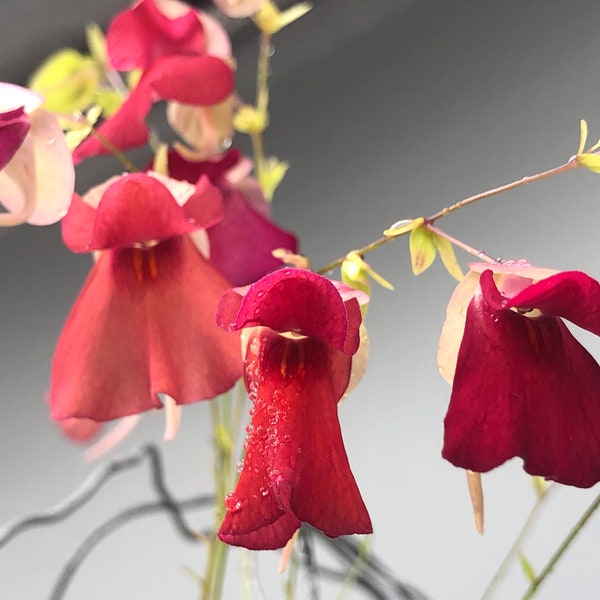 Utricularia Campbelliana x Asplundii Hybrid