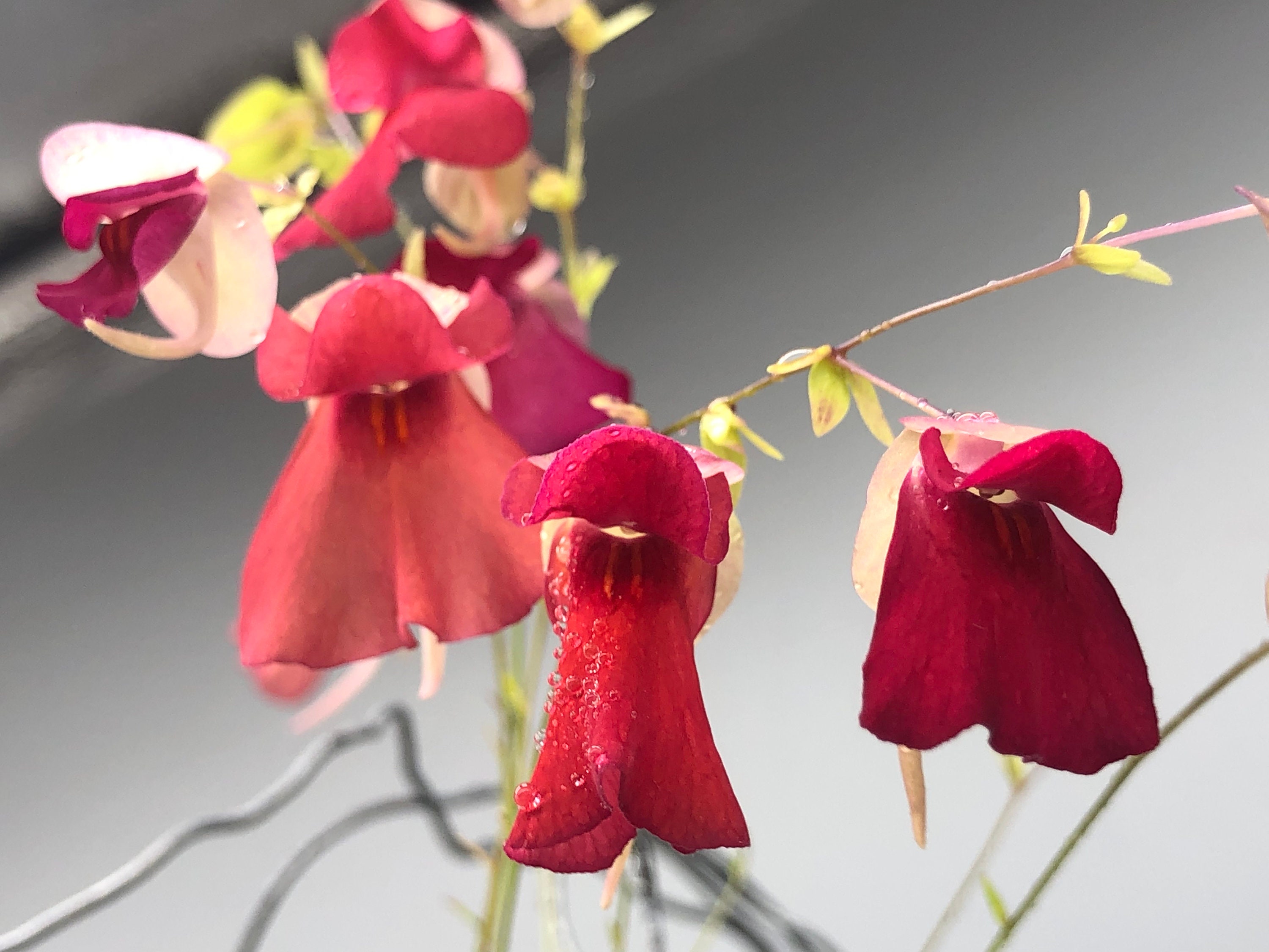 Carnivorous Orchid Hybrid Utricularia Campbelliana X Asplundii