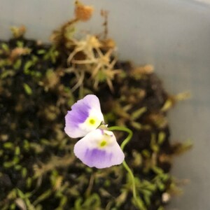 Utricularia Livida Michoacán image 5