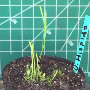 Utricularia Hispida Unusual Terrestrial