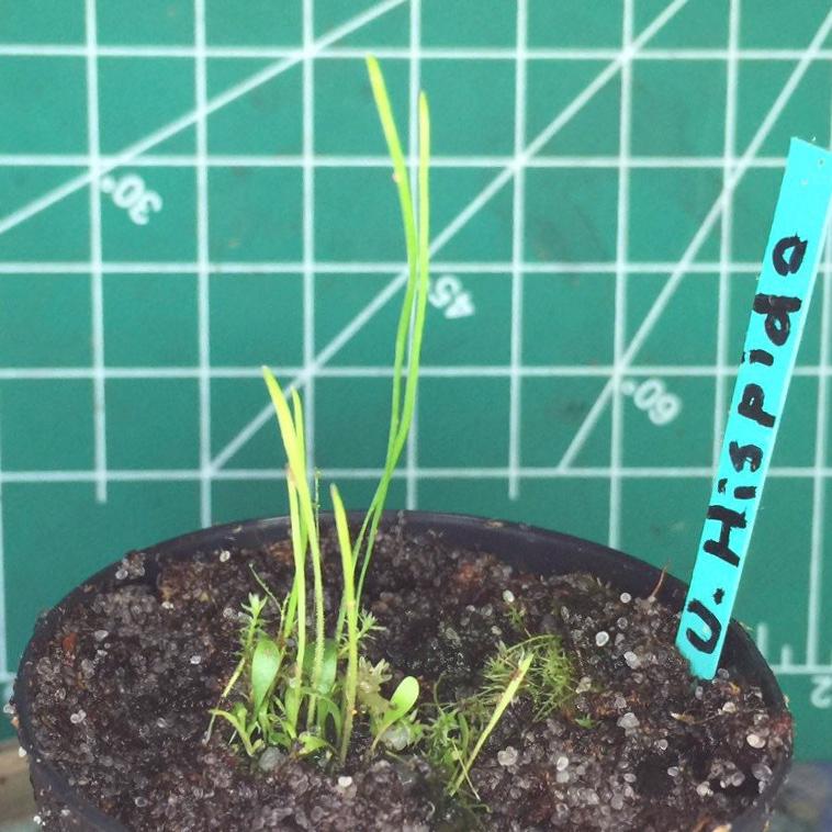 Utricularia Hispida Unusual Terrestrial