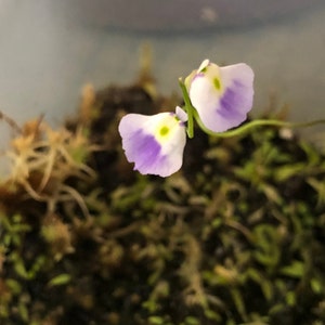 Utricularia Livida Michoacán image 3