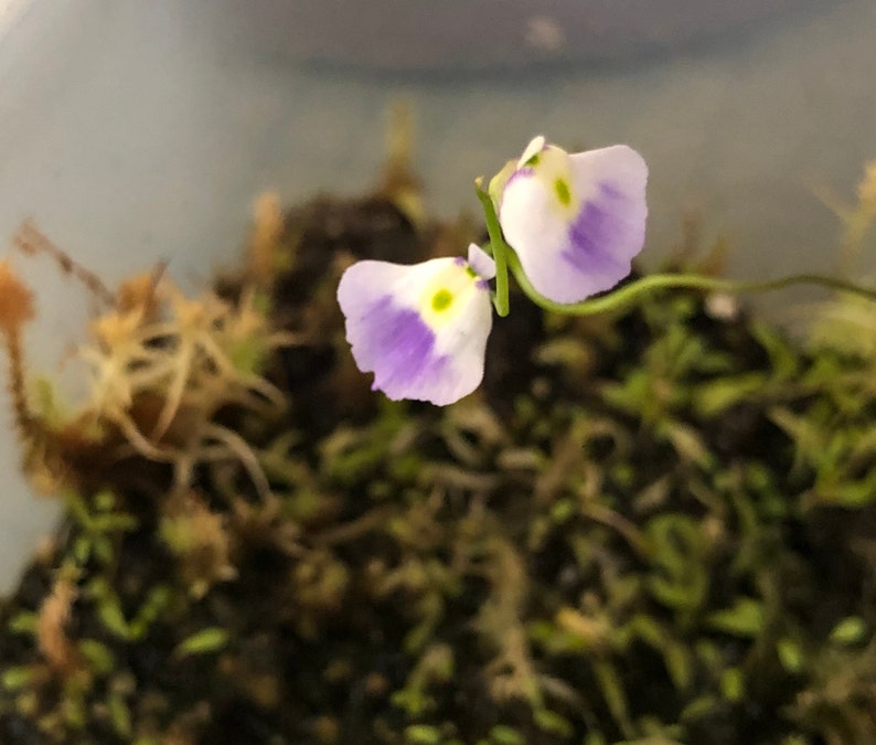 Utricularia Livida Michoacán image 3