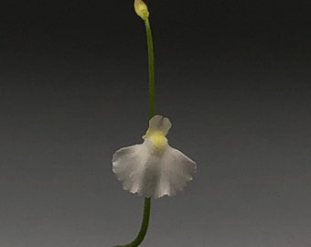 Utricularia Rostrata "Chapada Diamantina, Brazil"