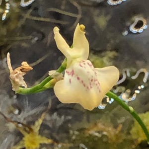 Utricularia Fulva Semi-Aquatic Terrarium Plant Phil Faulisi Clone