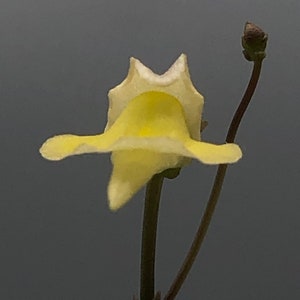 May include: A single pale yellow flower with a unique shape, resembling a small, open bell. The flower is on a thin, brown stem with a small bud at the top.