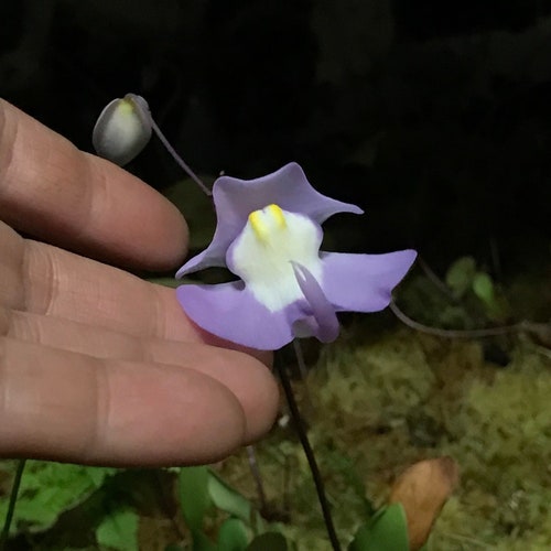 Hybrid Utricularia Humboldtii x Alpina Carnivorous Orchid